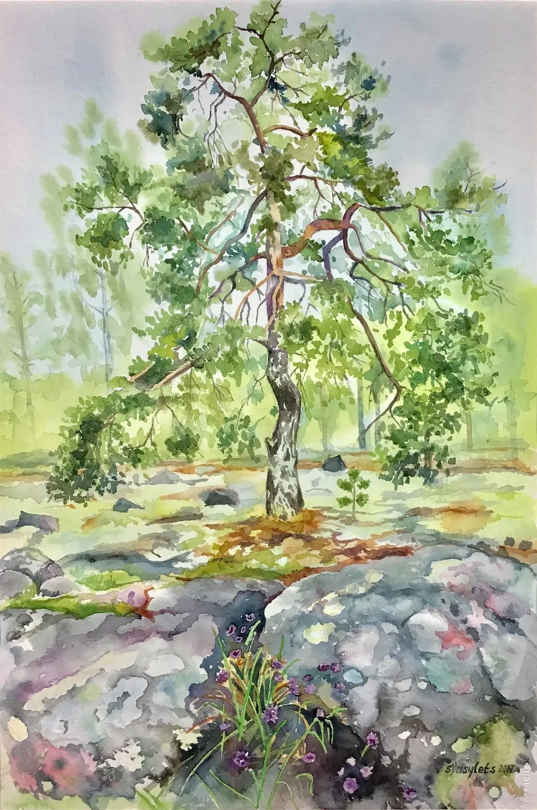 Akvarell Martall på Åland av Svitlana Vasylets