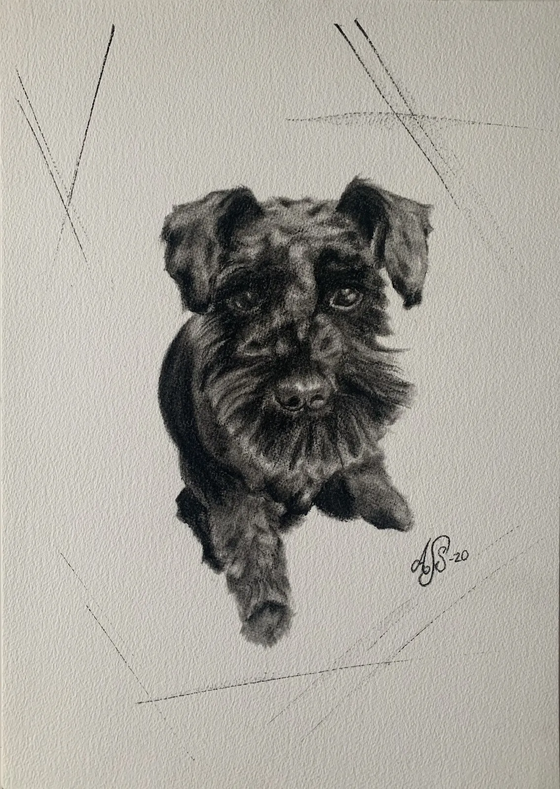 ”Donna” dvärgschnauzer av Ann-Sofie Stjernkvist