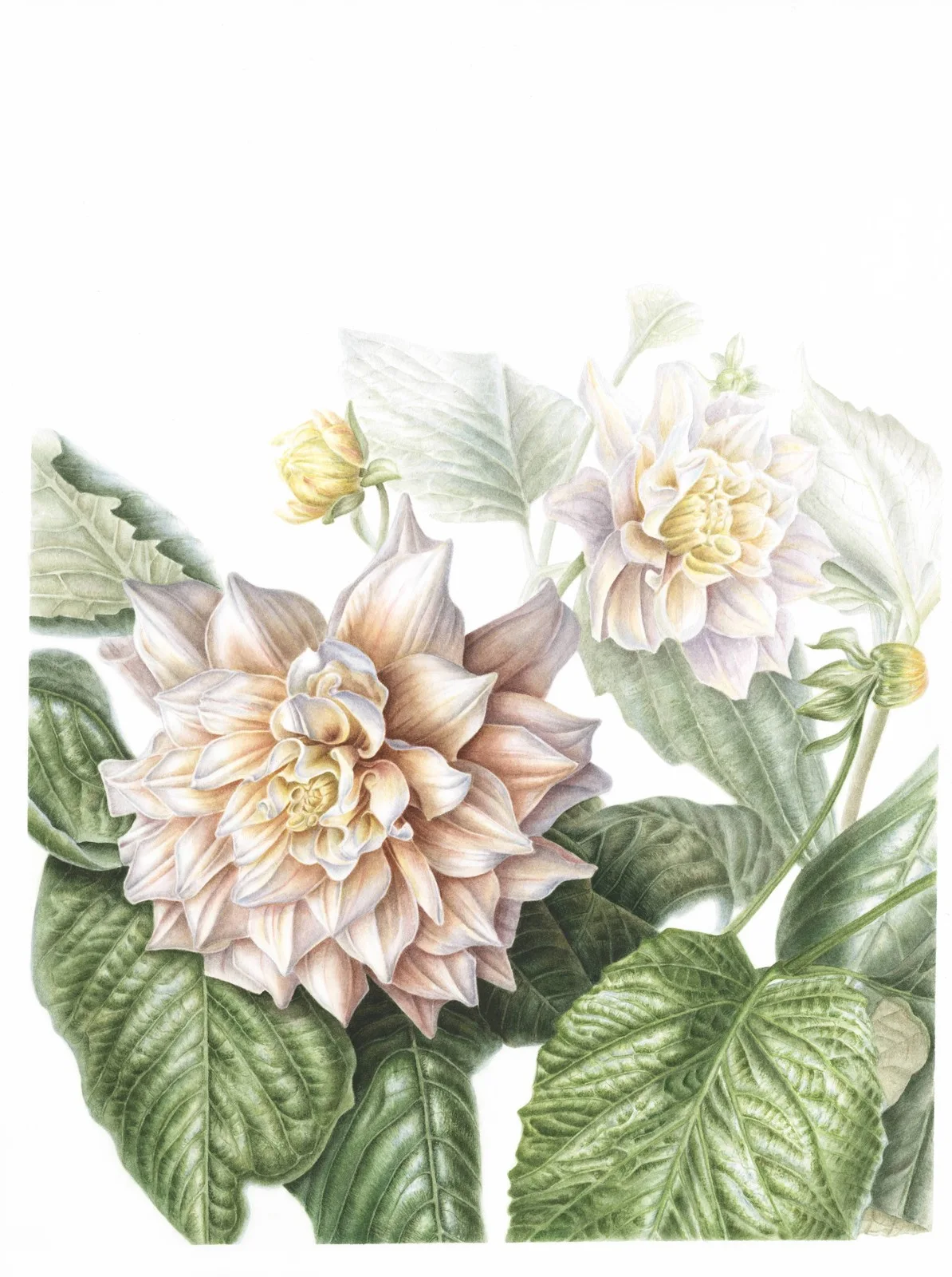 Akvarell Dahlia av Nadya Deeva