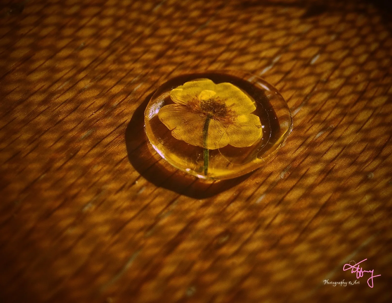 ❀Buttoncup av Tiffany Leiderby