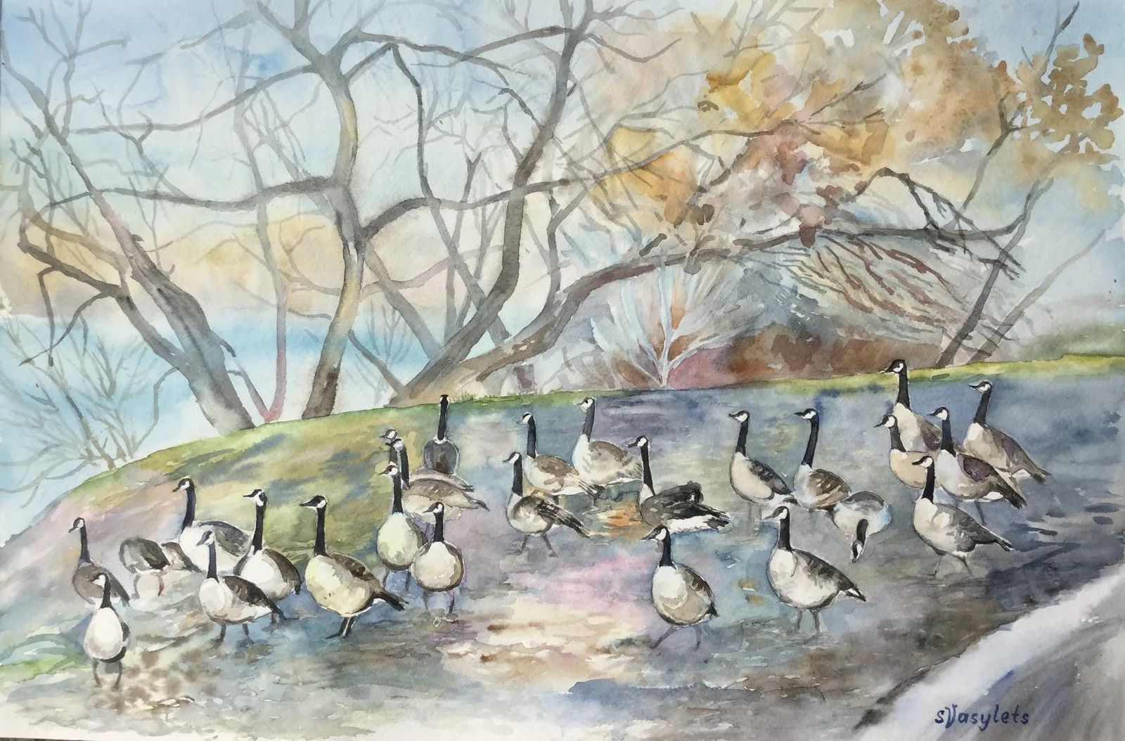 Akvarell Canada geese av Svitlana Vasylets