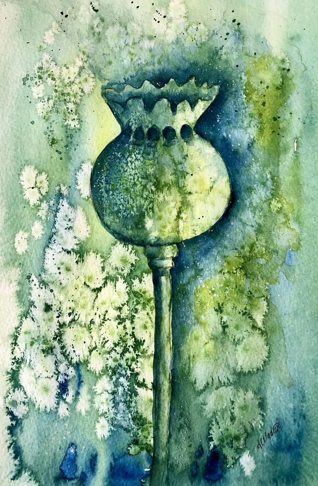 Akvarell Poppy seed-head av Annelie Wadin