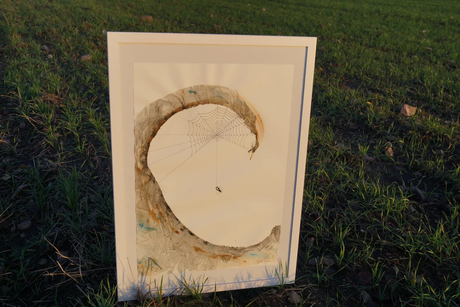 Akvarell Korsspindeln av Jonathan Gustafsson