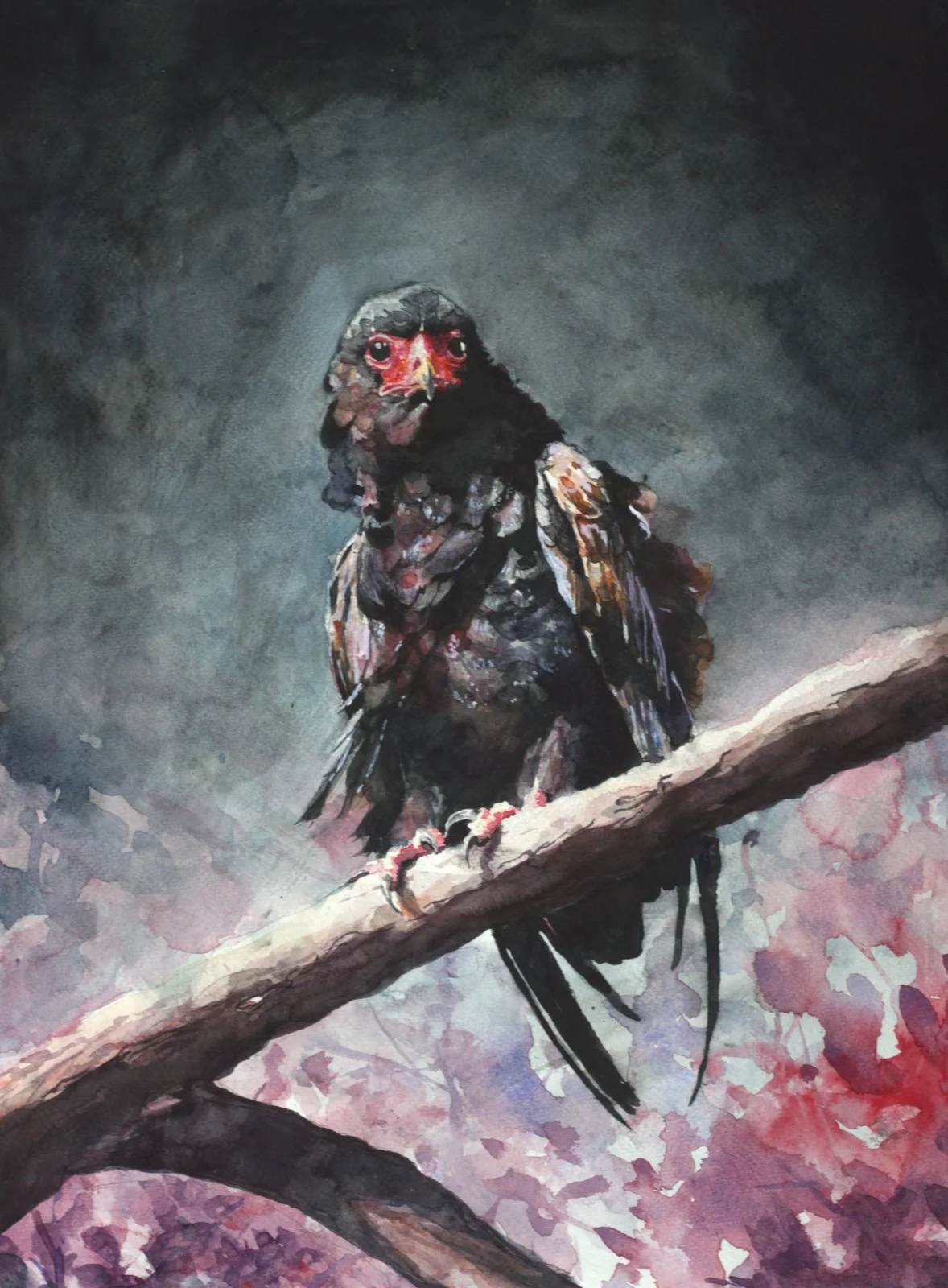 Akvarell Bateleur av David Forslund
