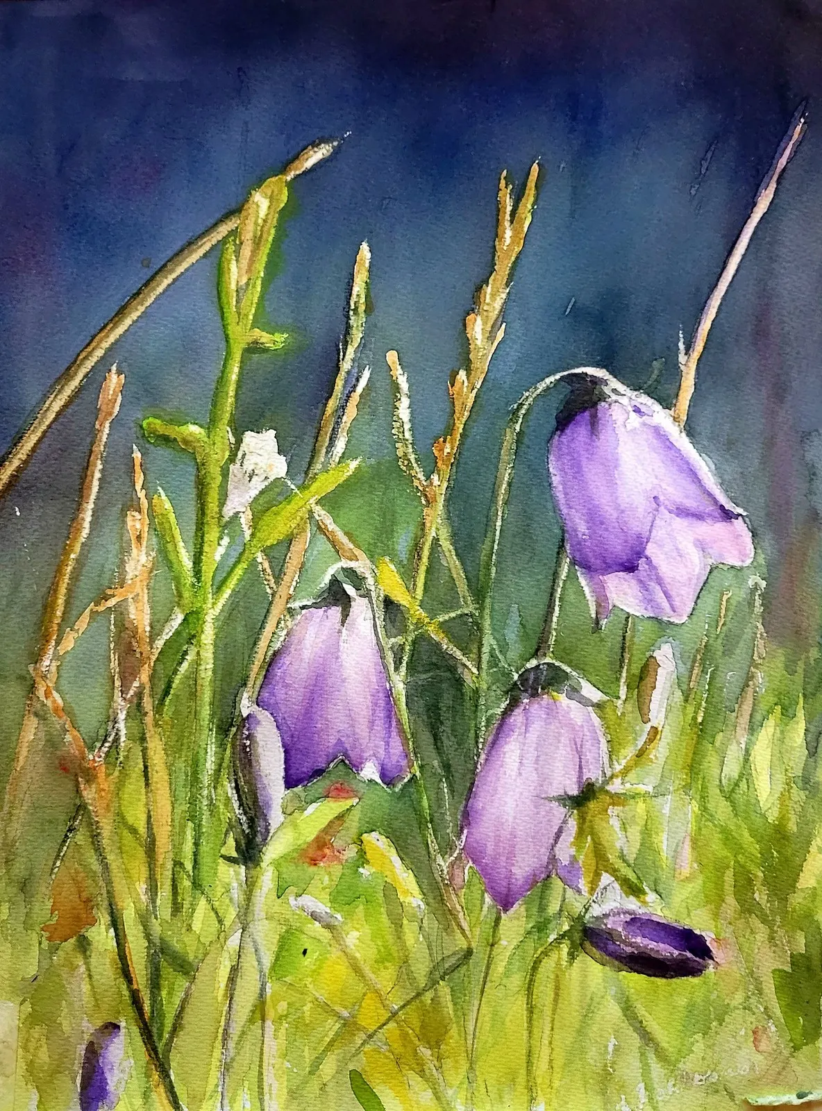 Akvarell Blåklockor av Bo Wiktorsson