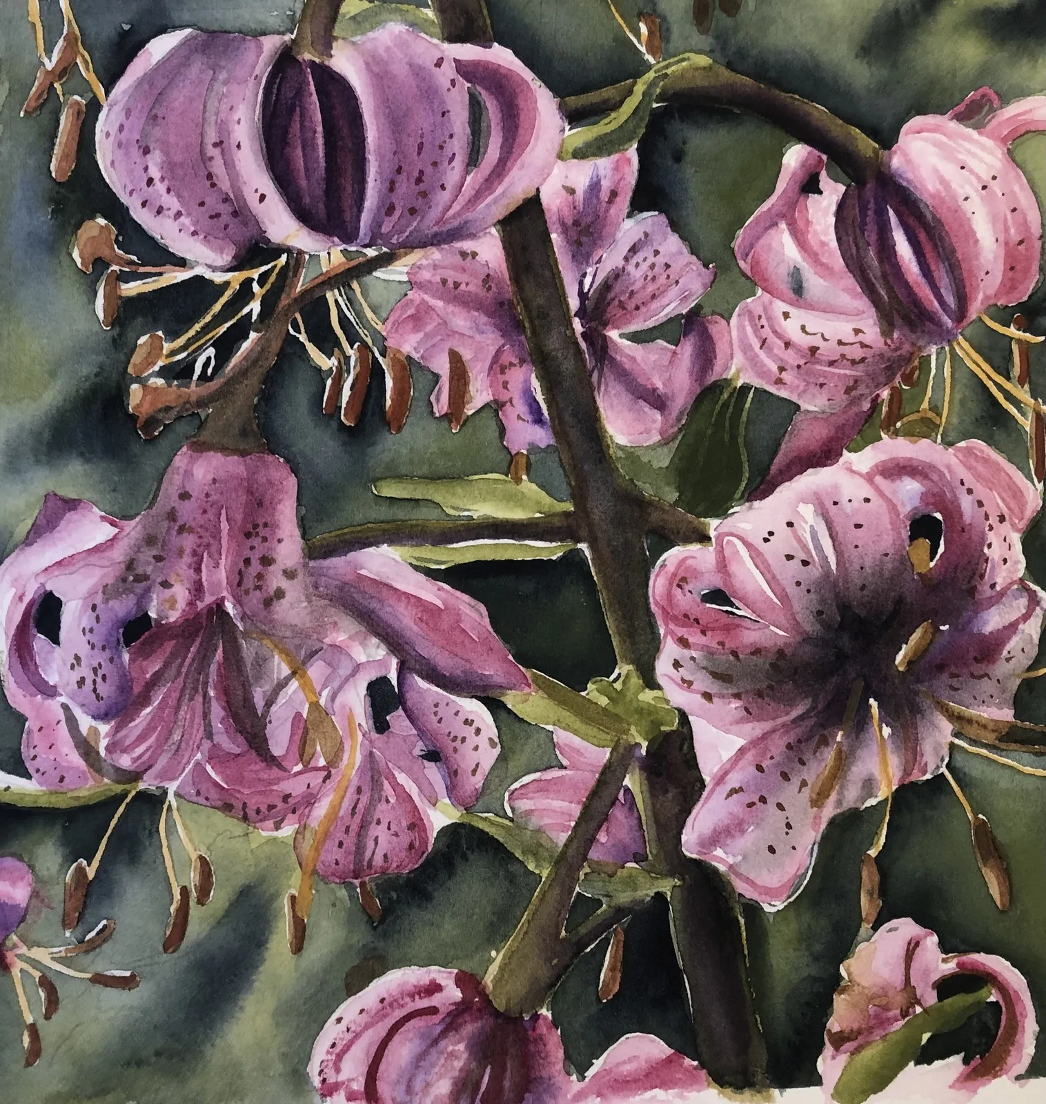 Akvarell Krollilja i dikeskanten av Märith Sovin