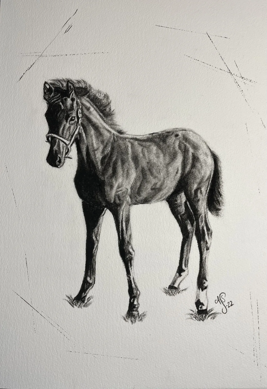 Kenobi - föl av Ann-Sofie Stjernkvist