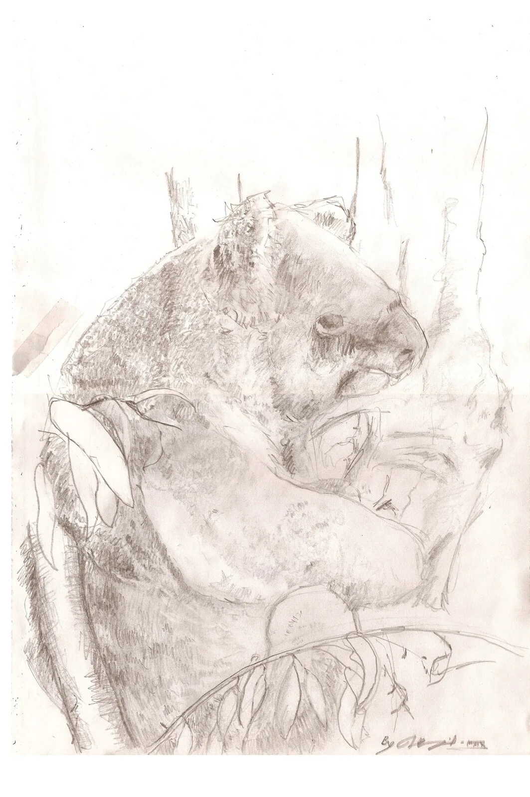 Koala av Thord Holmqvist