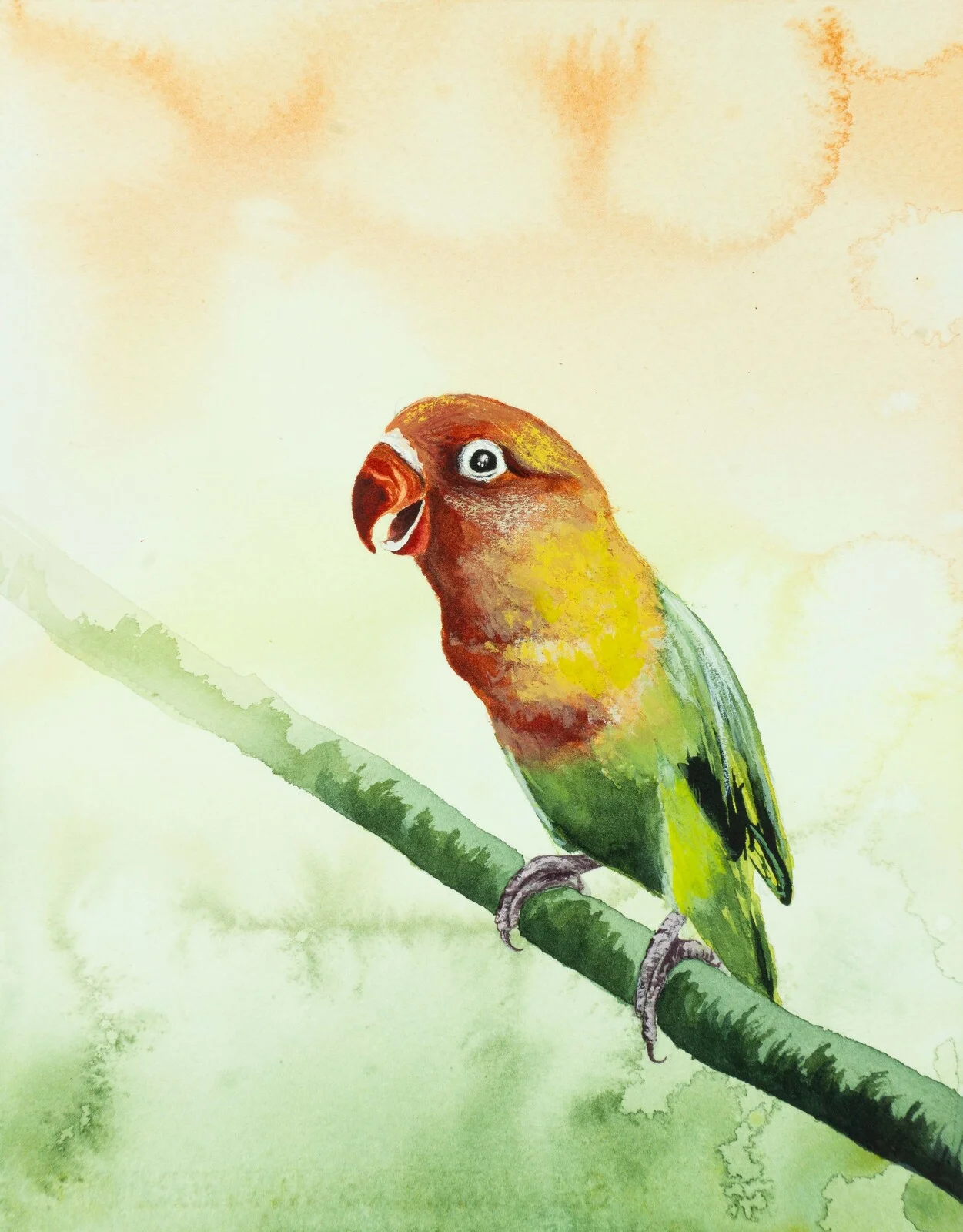 Akvarell Dvärgpapegoja av Malin Kämpe