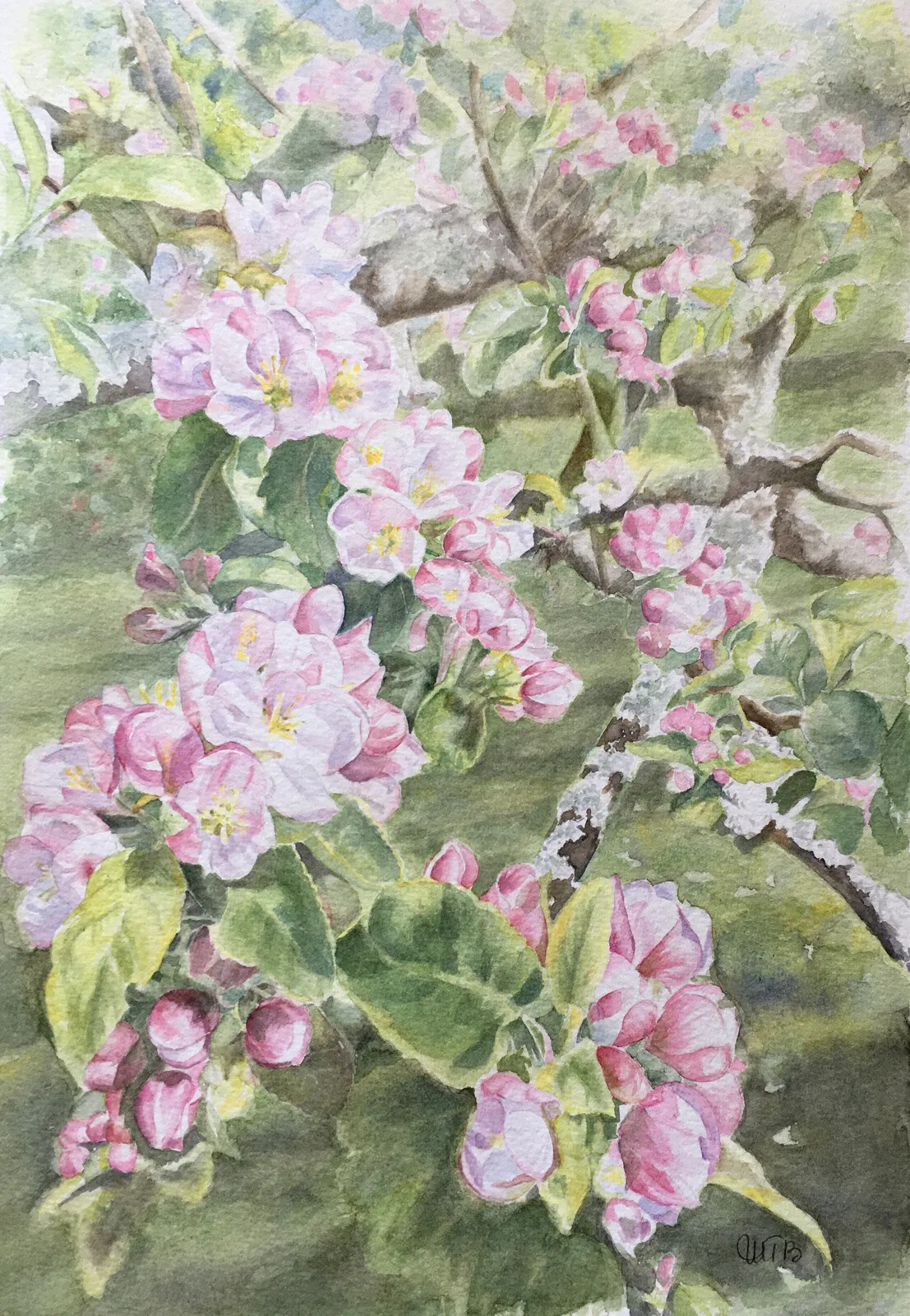 Akvarell Äppelblom av Maud Thilén Bengtsson