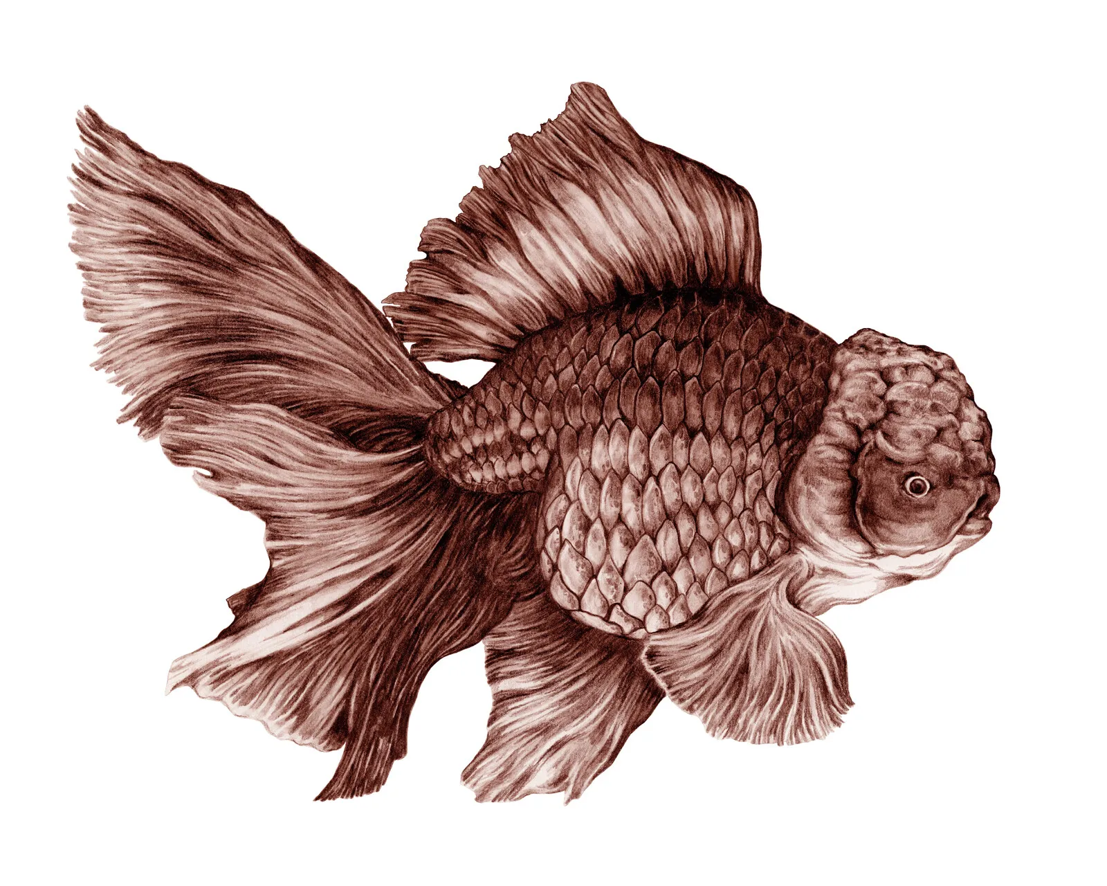 Oranda Goldfish av Max Aaron