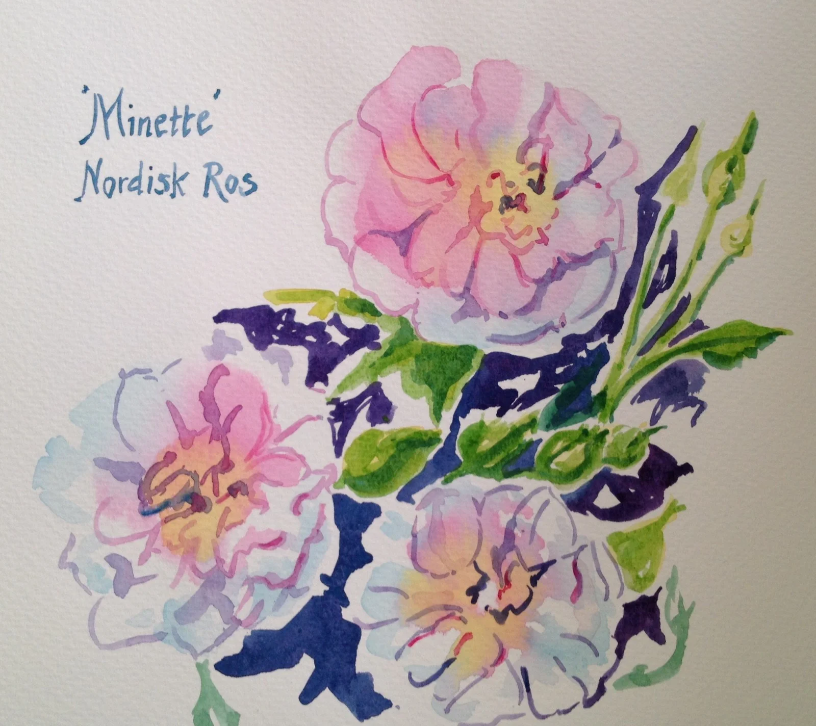 Akvarell Nordisk ros - Minette av Susanna Prestor