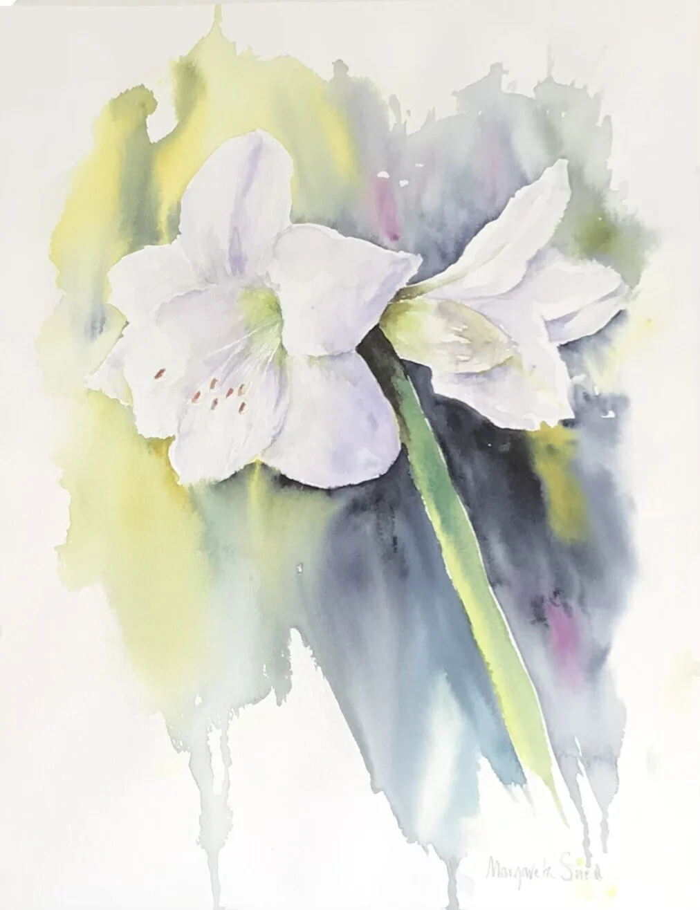Akvarell Vit amaryllis av Margareta Snell