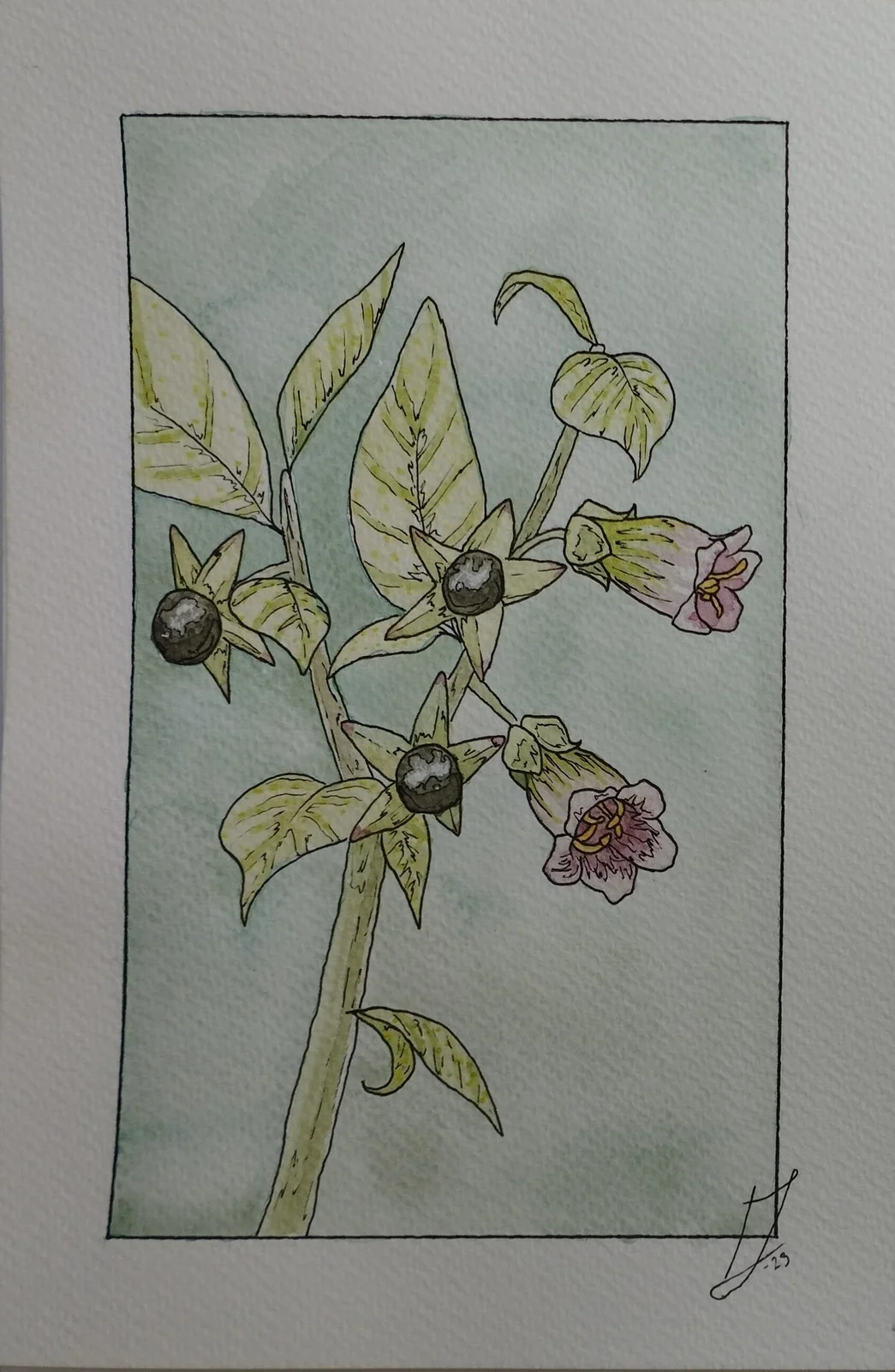 Akvarell Belladonna av Ida Johansson