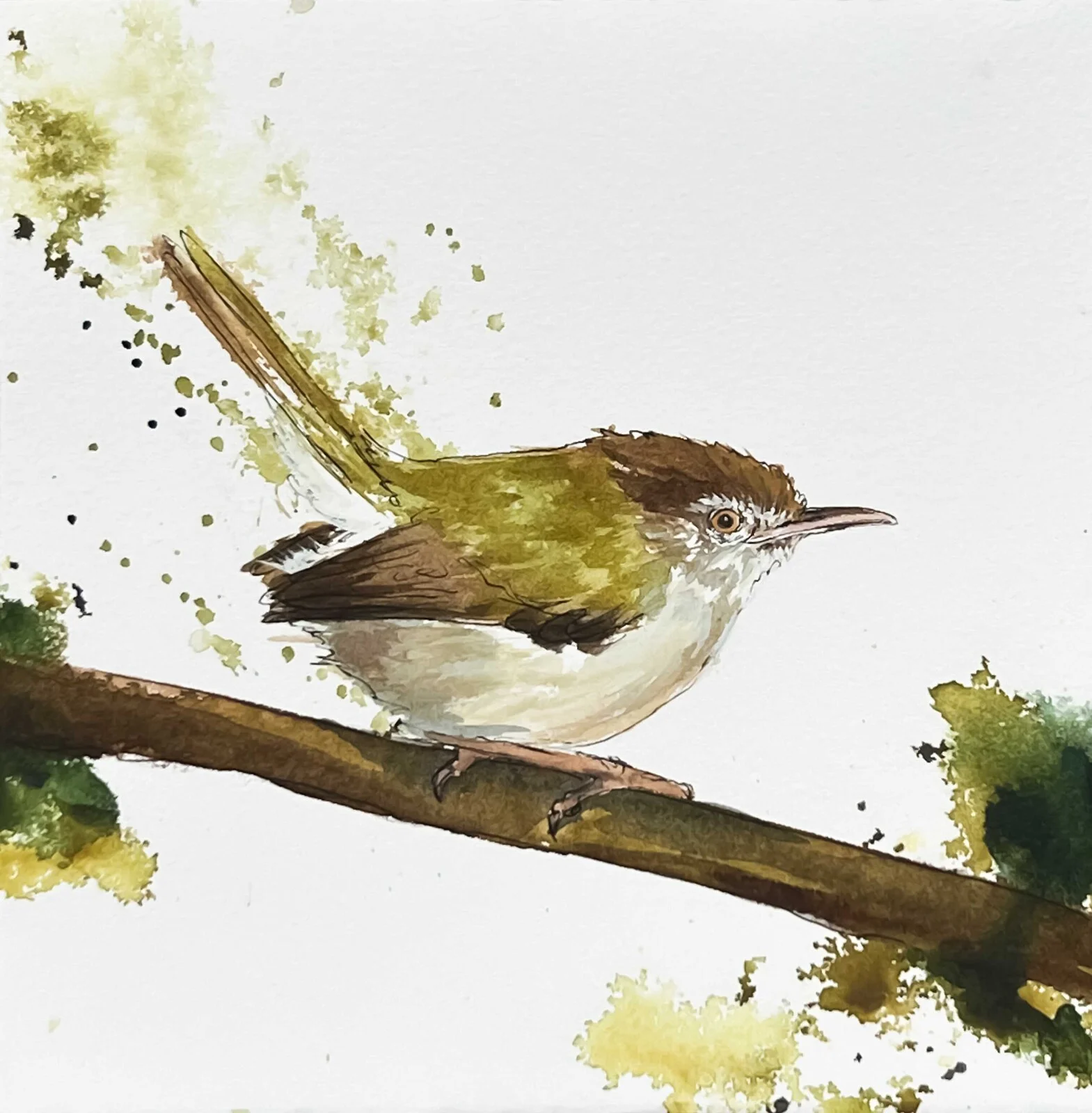 Akvarell Common Tailorbird av Malin Kämpe