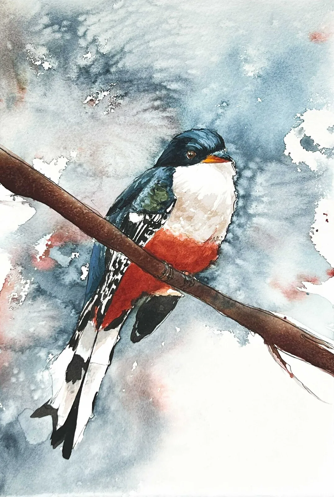 Akvarell Cuban Trogon av Malin Kämpe