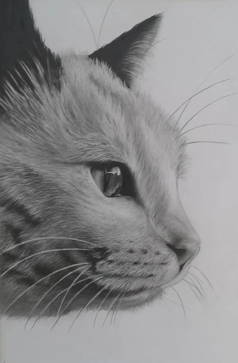Katt av Lina Anemyr