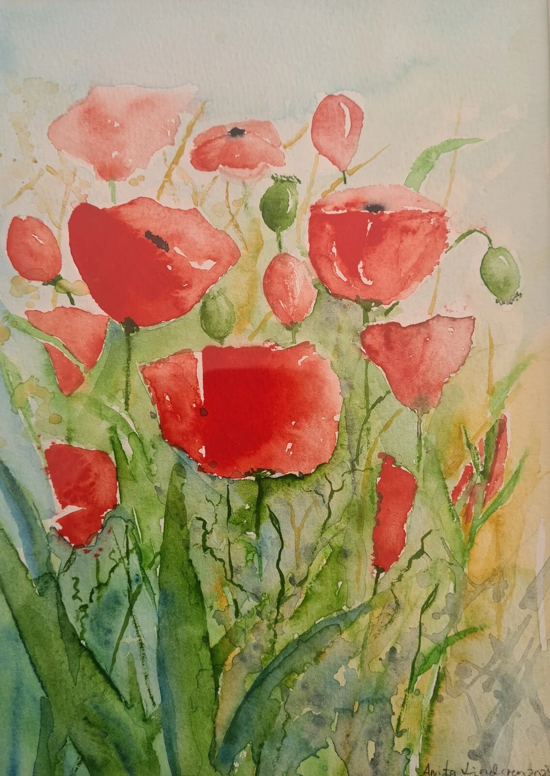 Akvarell Vallmo av Anita Lindgren