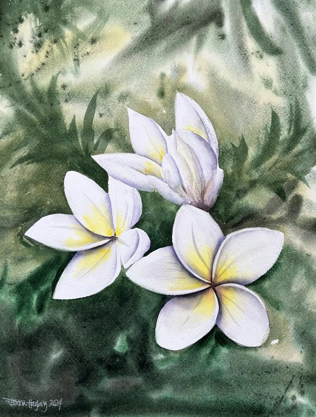 Akvarell Frangipani av Emma Hagberg