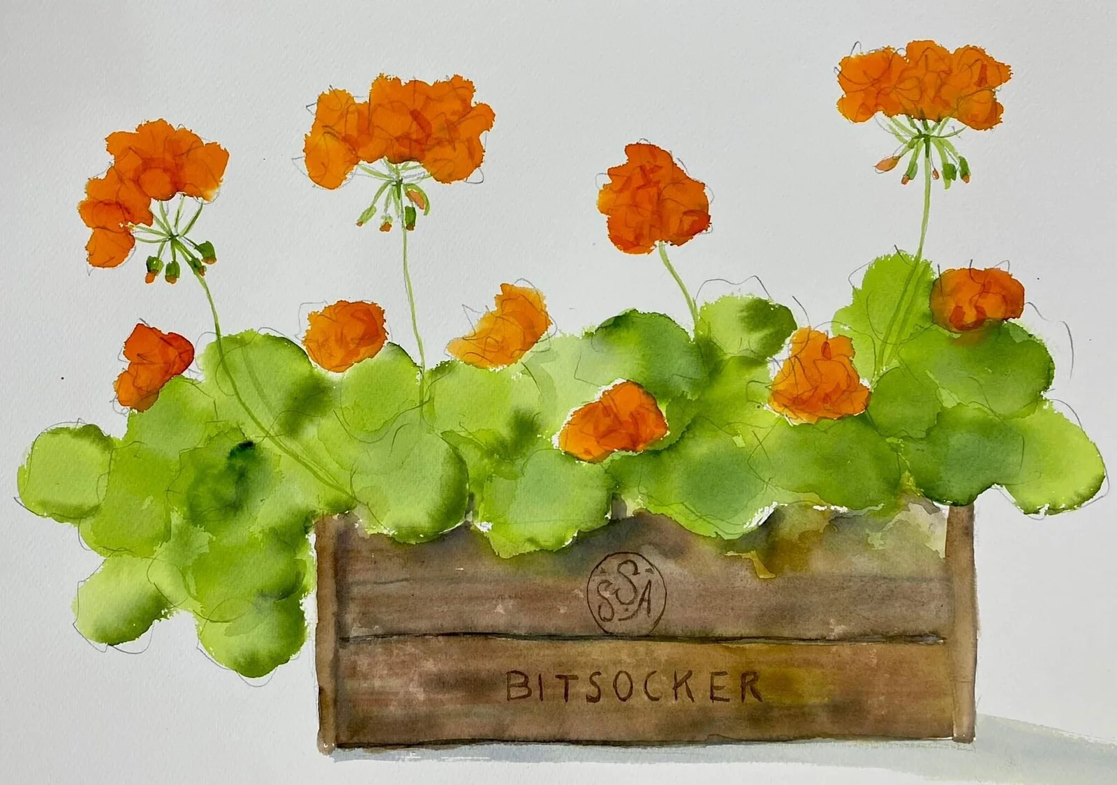 Akvarell Pelargoner i trälåda av Karolina Lohiniva