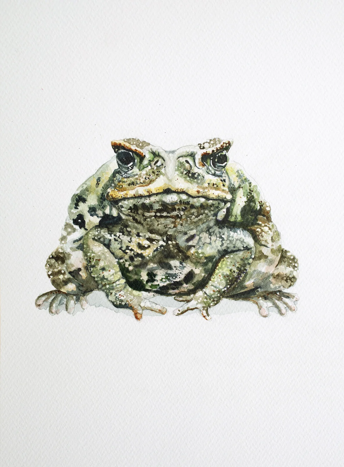 Akvarell Paddan av Lina Larsson