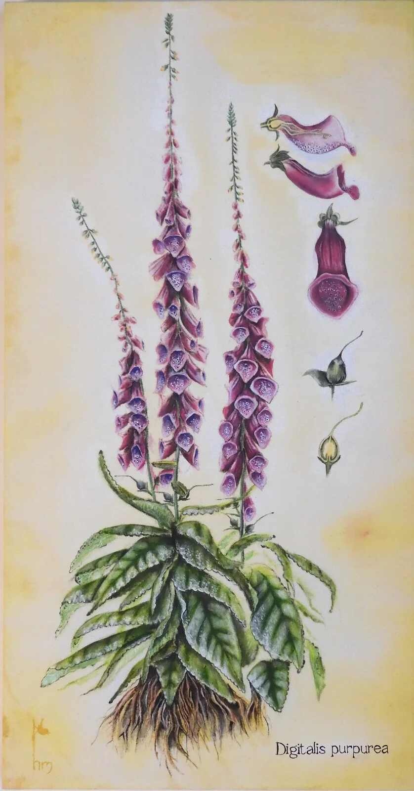 Akrylmålning Fingerborgsblomma av Hanskima - Hanne Müller