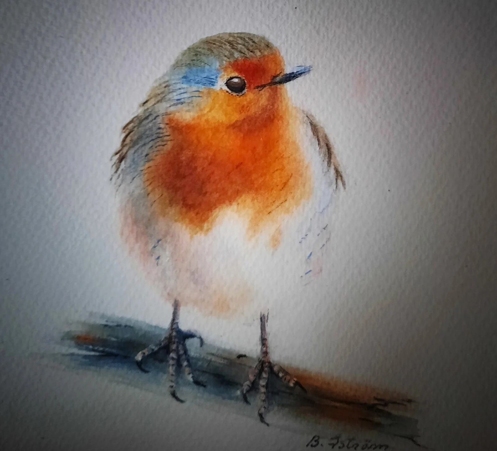 Akvarell Rödhake (Robin) av Birgitta Åström