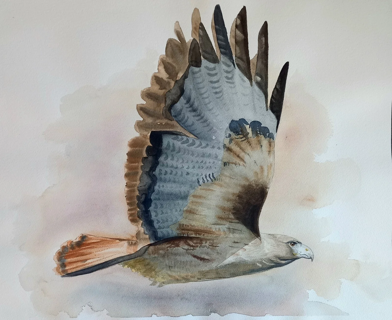 Akvarell Red tailed hawk av Casper Jacobsson