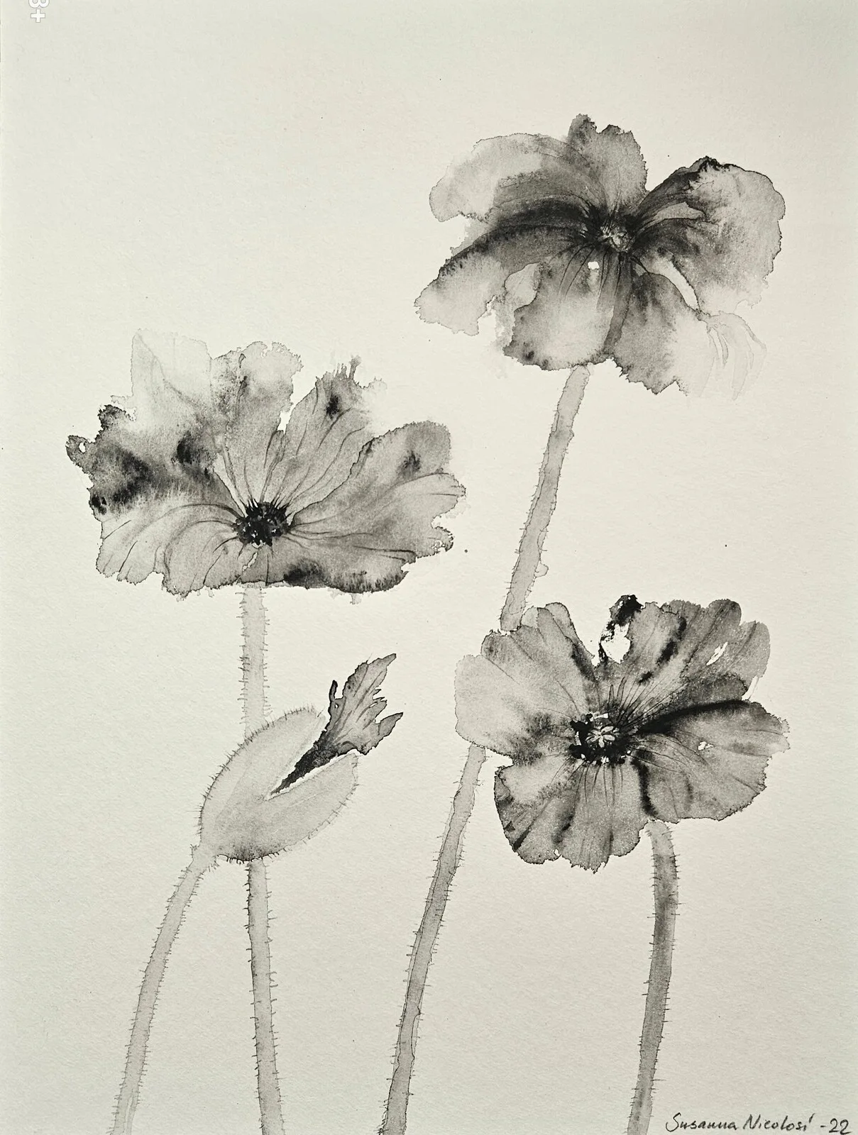 Akvarell Vallmo i svartvitt av Susanna Nicolosi