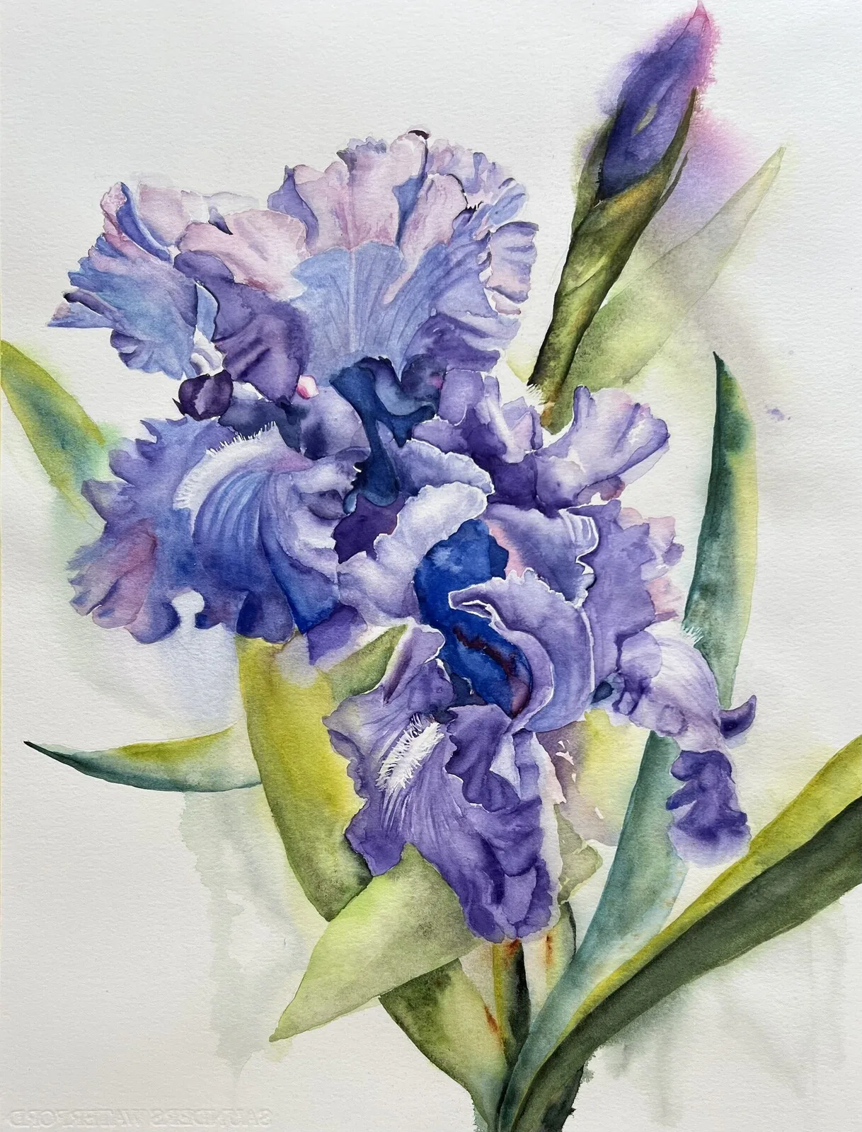 Akvarell Iris av Ewa Helzen