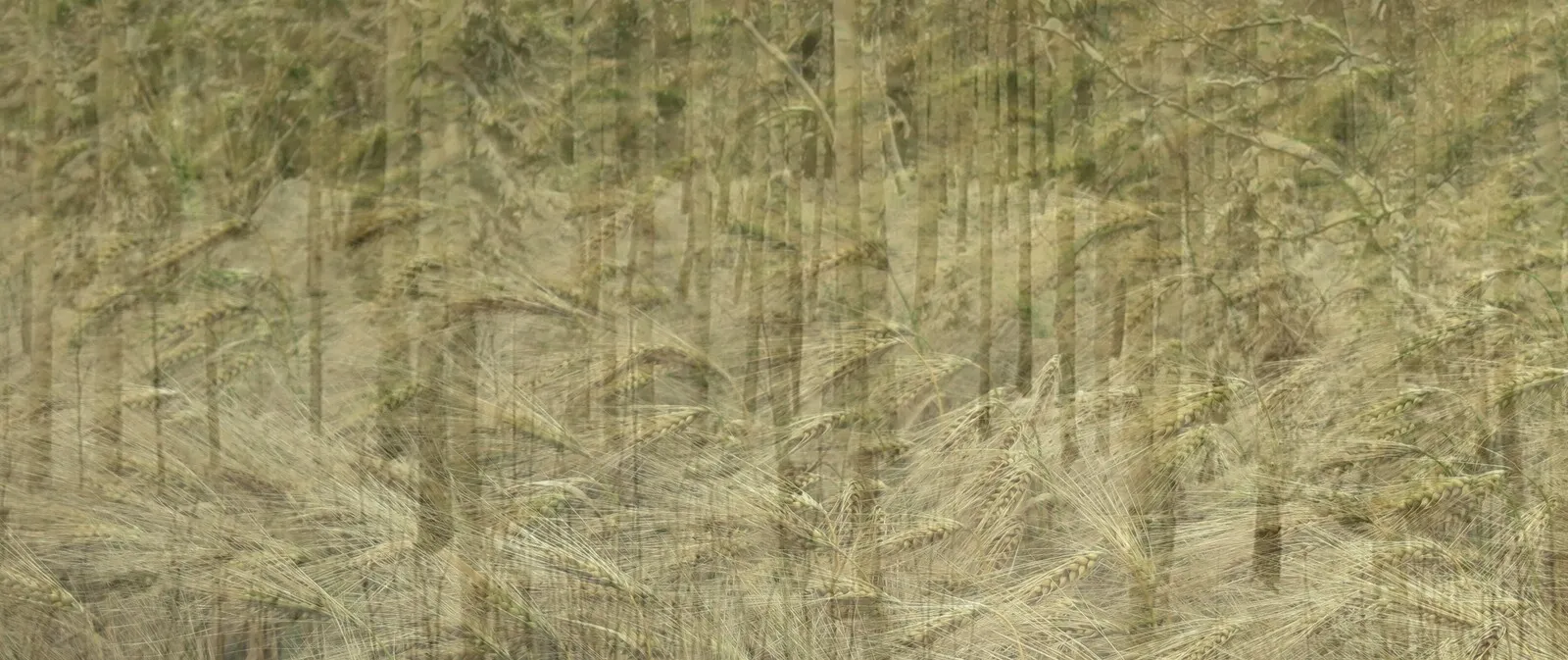 Fångad i skogens vindar av Anna Mazza