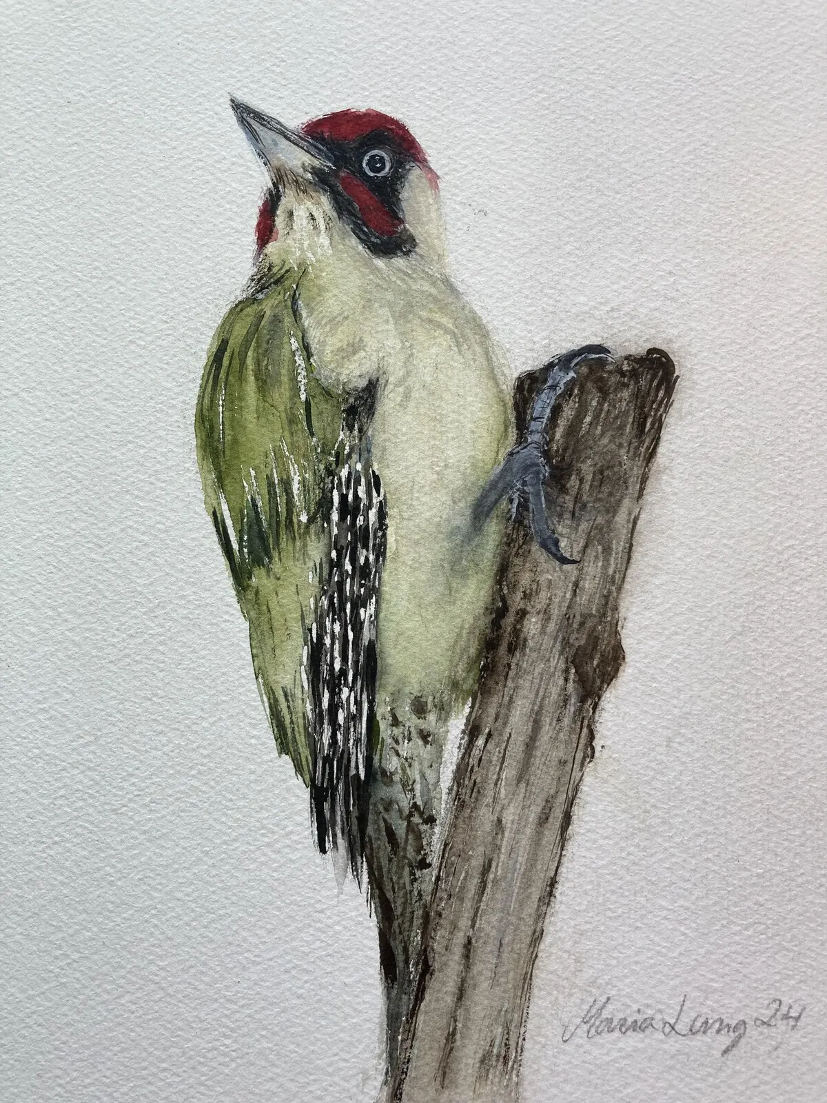 Akvarell Gröngölingen av Maria Lang