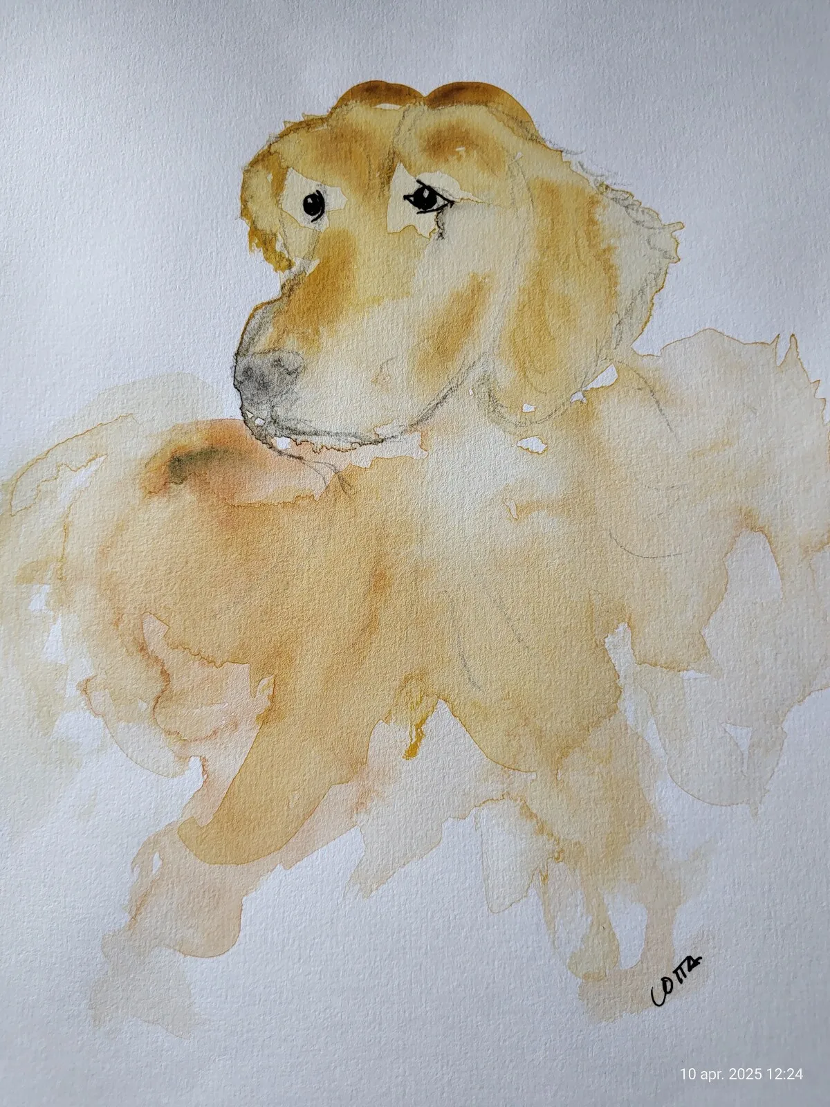 Akvarell Labb av Liselotte Bengtsdotter