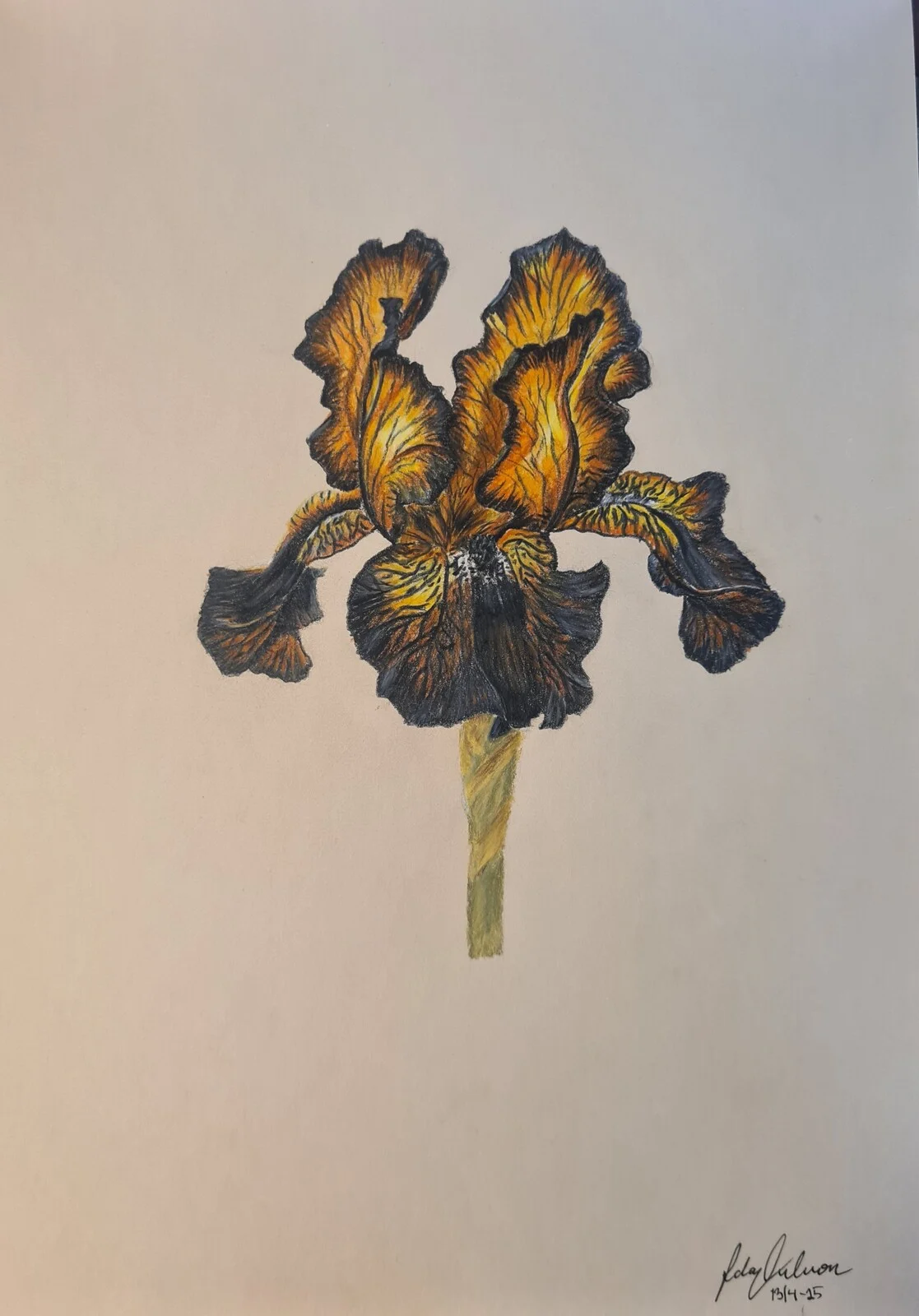 Flammande Iris, available as print av Ida Axelsson