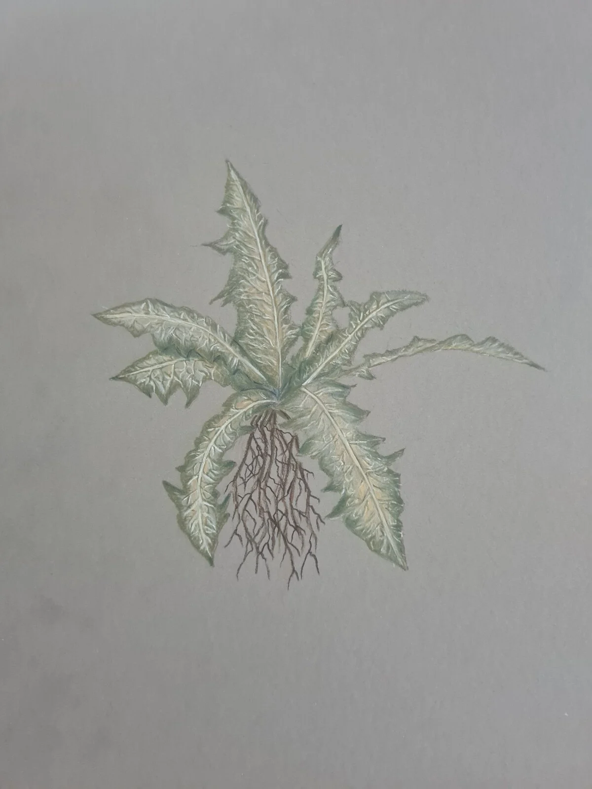 Nirnroot, Available as print av Ida Axelsson