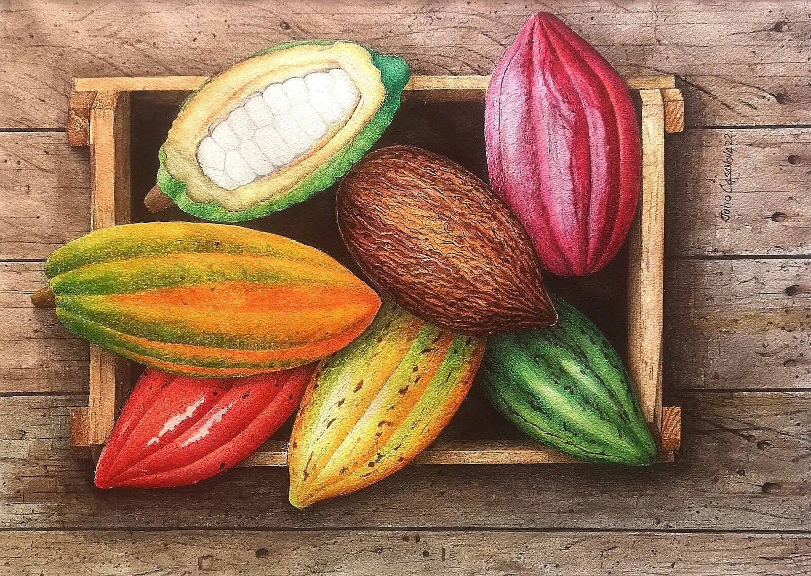 Akvarell Kakaofrukt av Julio Casanova