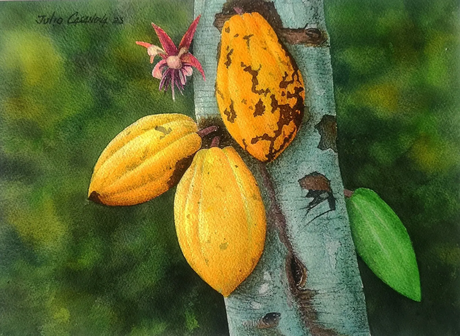 Akvarell Kakao frukt av Julio Casanova