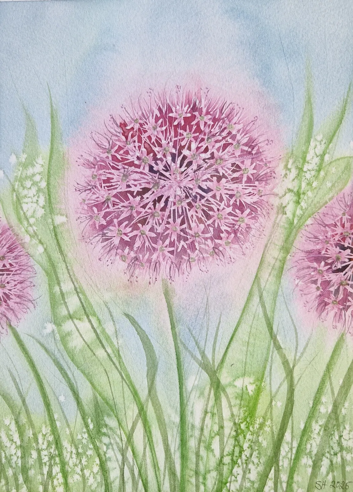 Akvarell Allium 1 av Susanne Hagemark