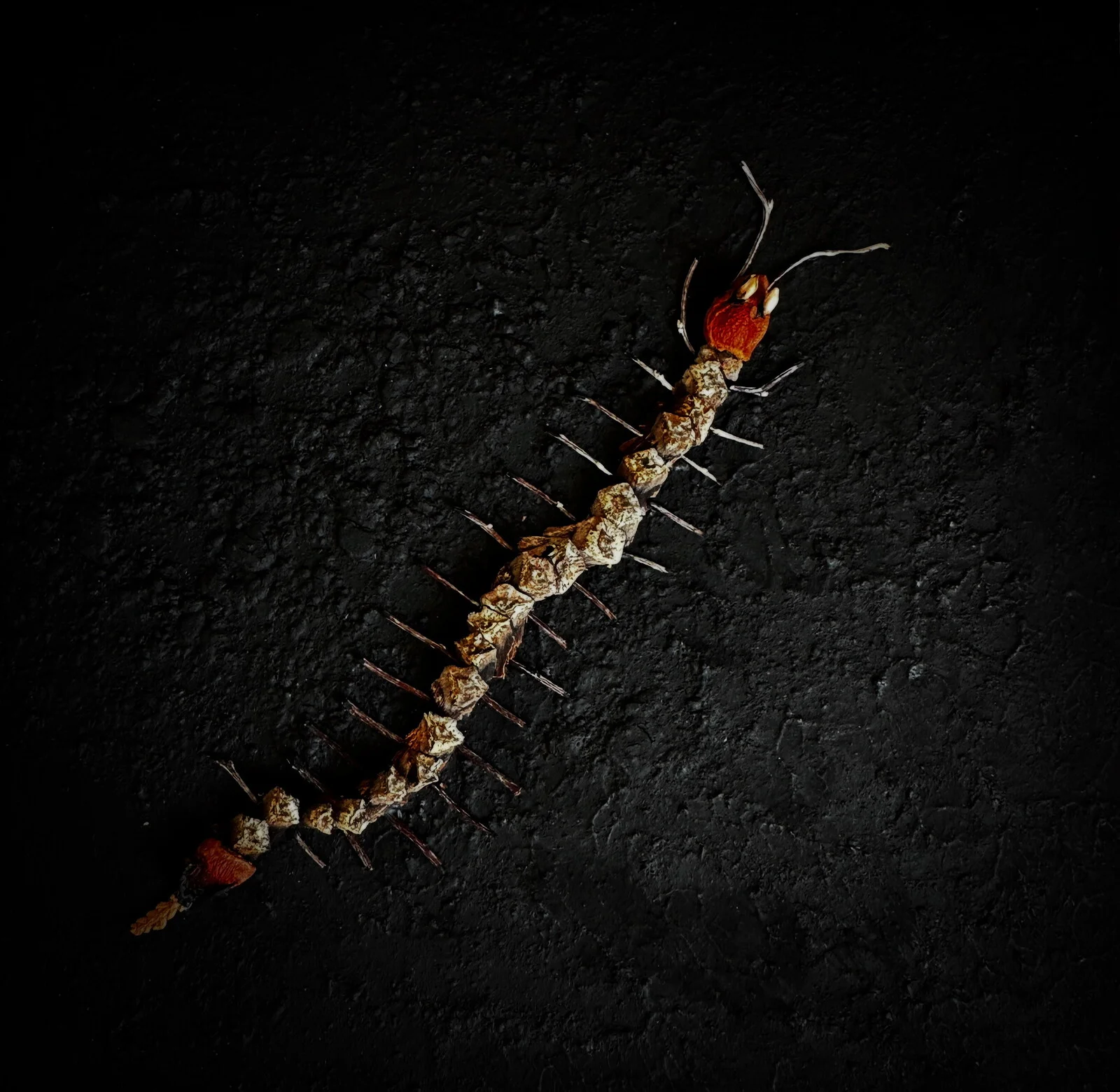 Little Critters / Småkryp XIV av Carmen Paas