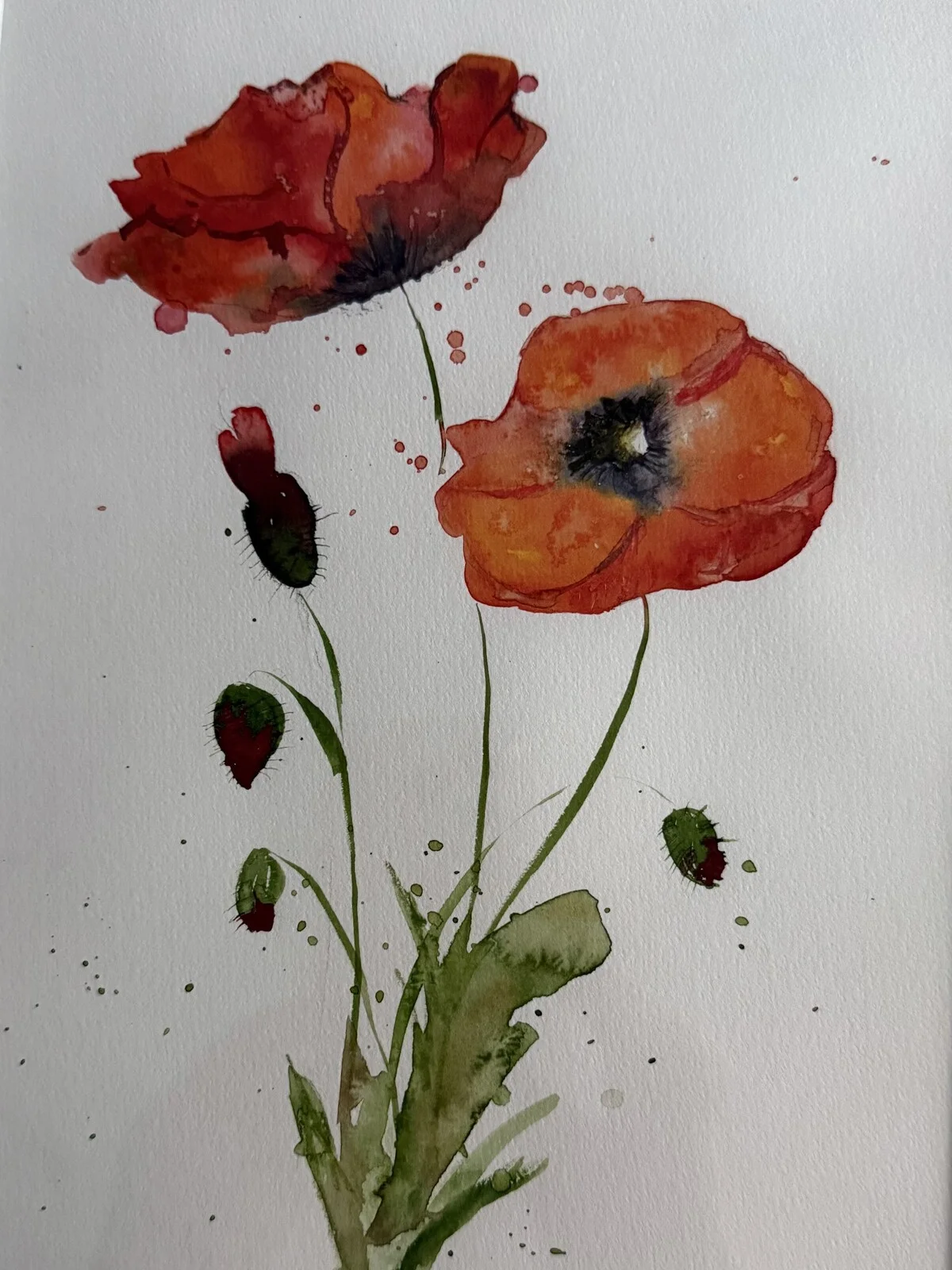 Akvarell Poppies av Malin Hesser Carlsson