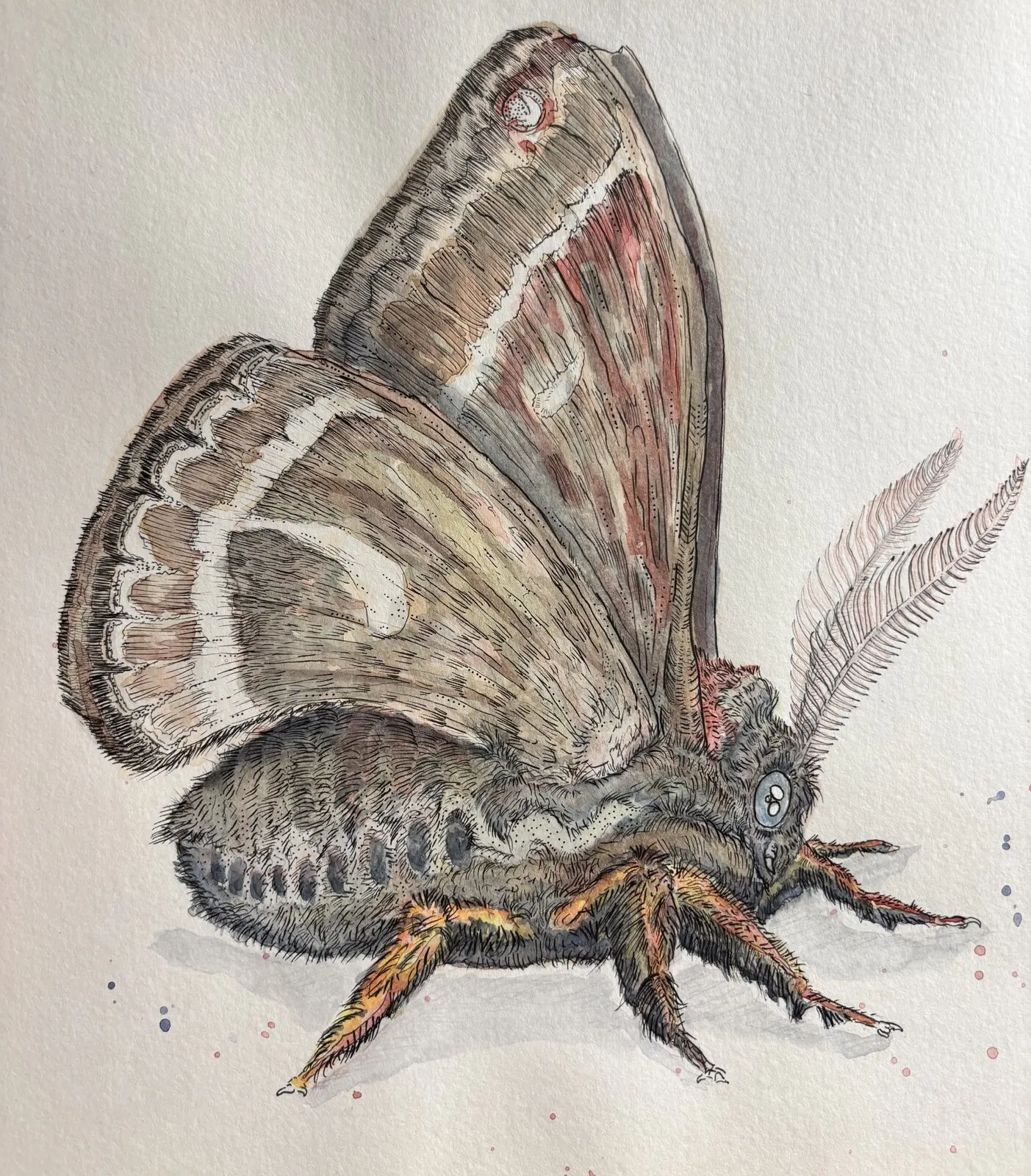 Akvarell Mal-Ina ”Den snälla nattfjärilen” av Sandra Bengtsson