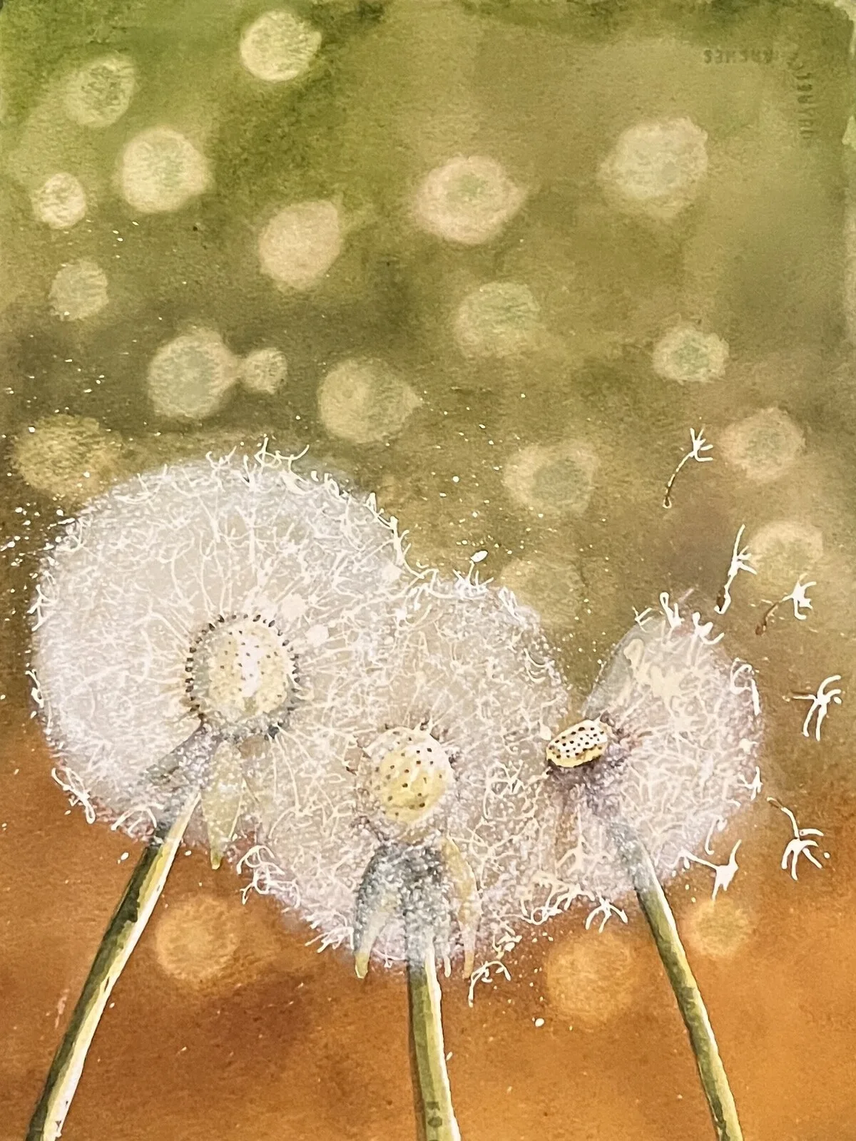 Akvarell Maskros bollar av Rune Gabrielsson