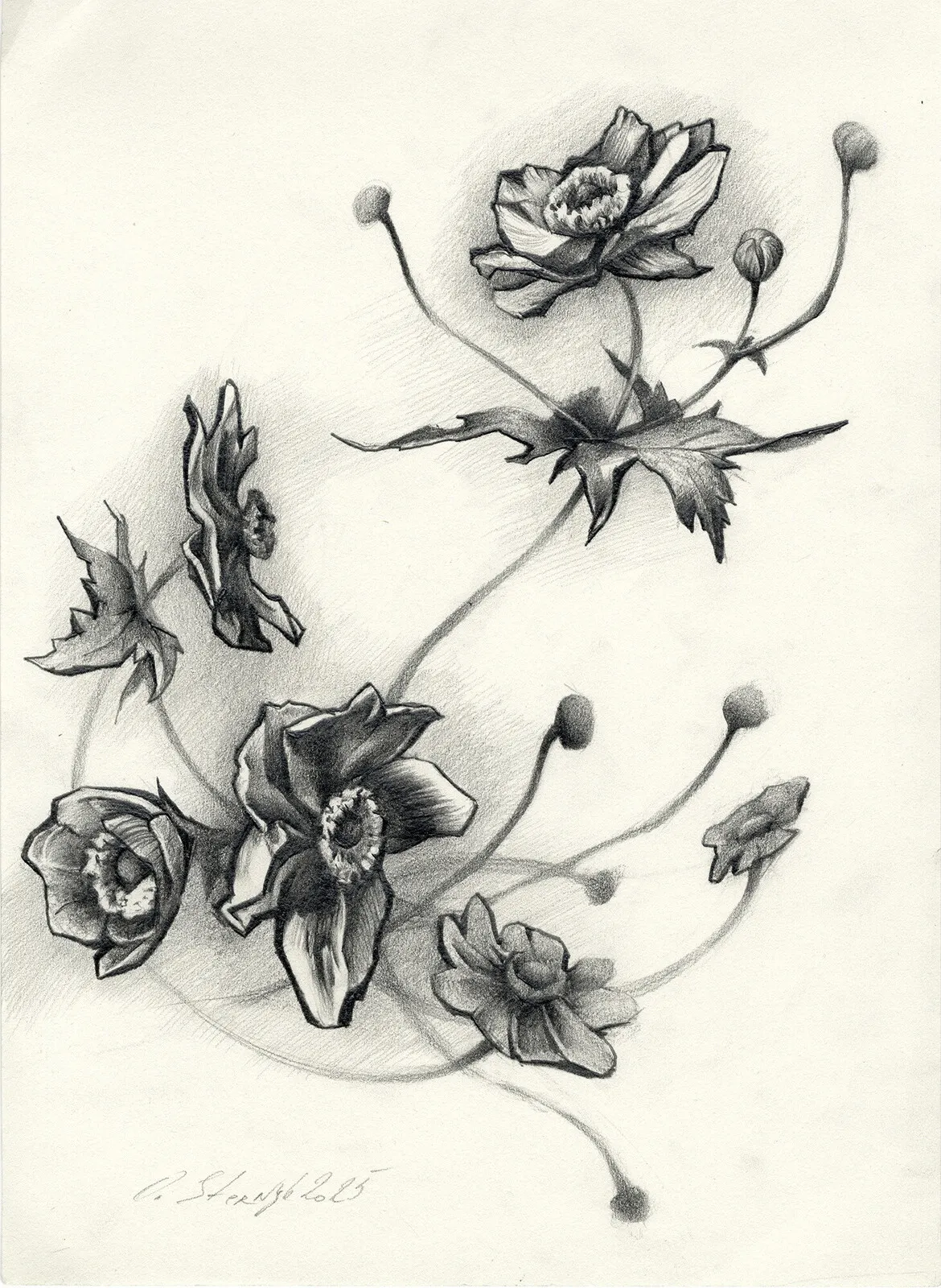 Anemoner av Olga Sternyk
