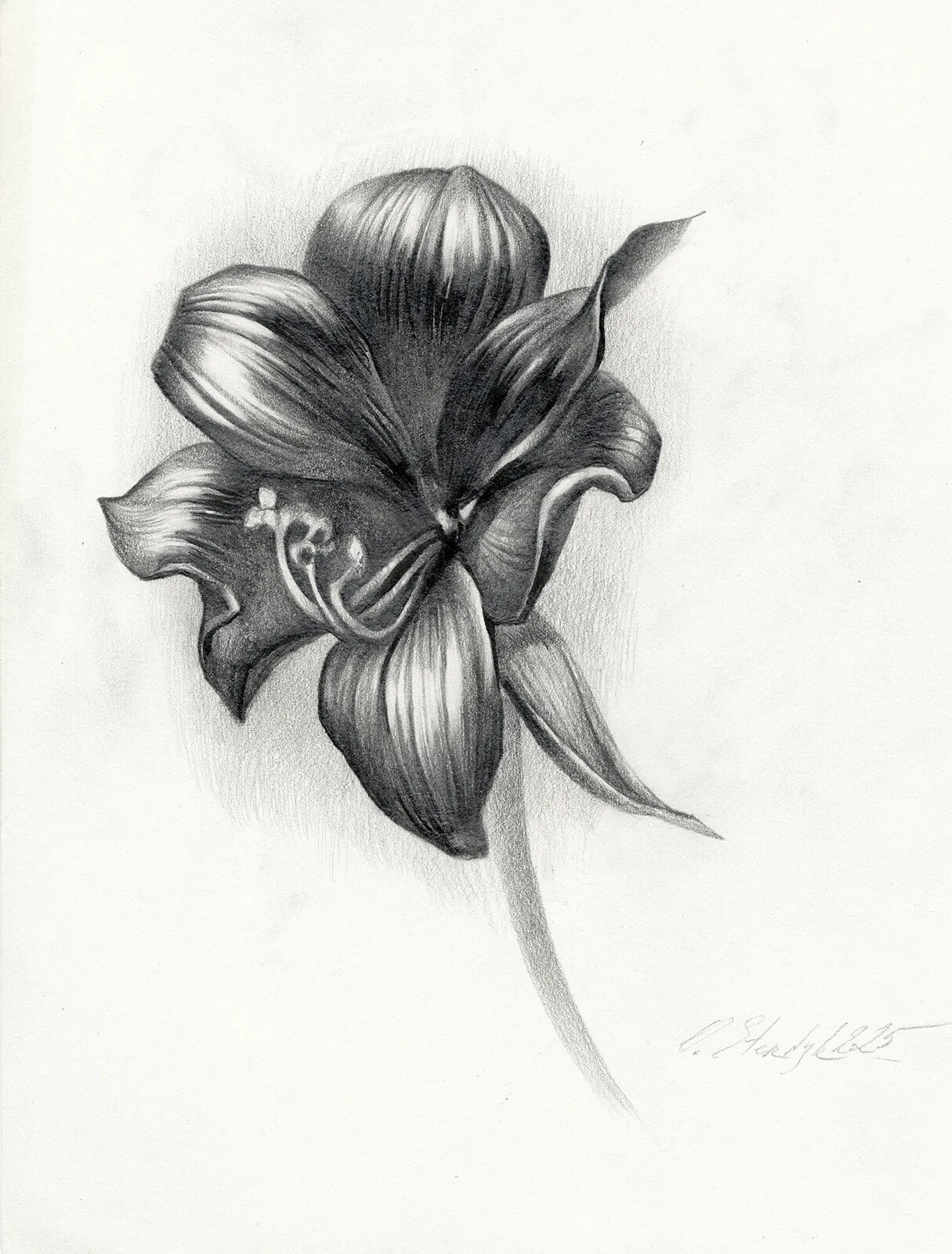 Amaryllis_2 av Olga Sternyk