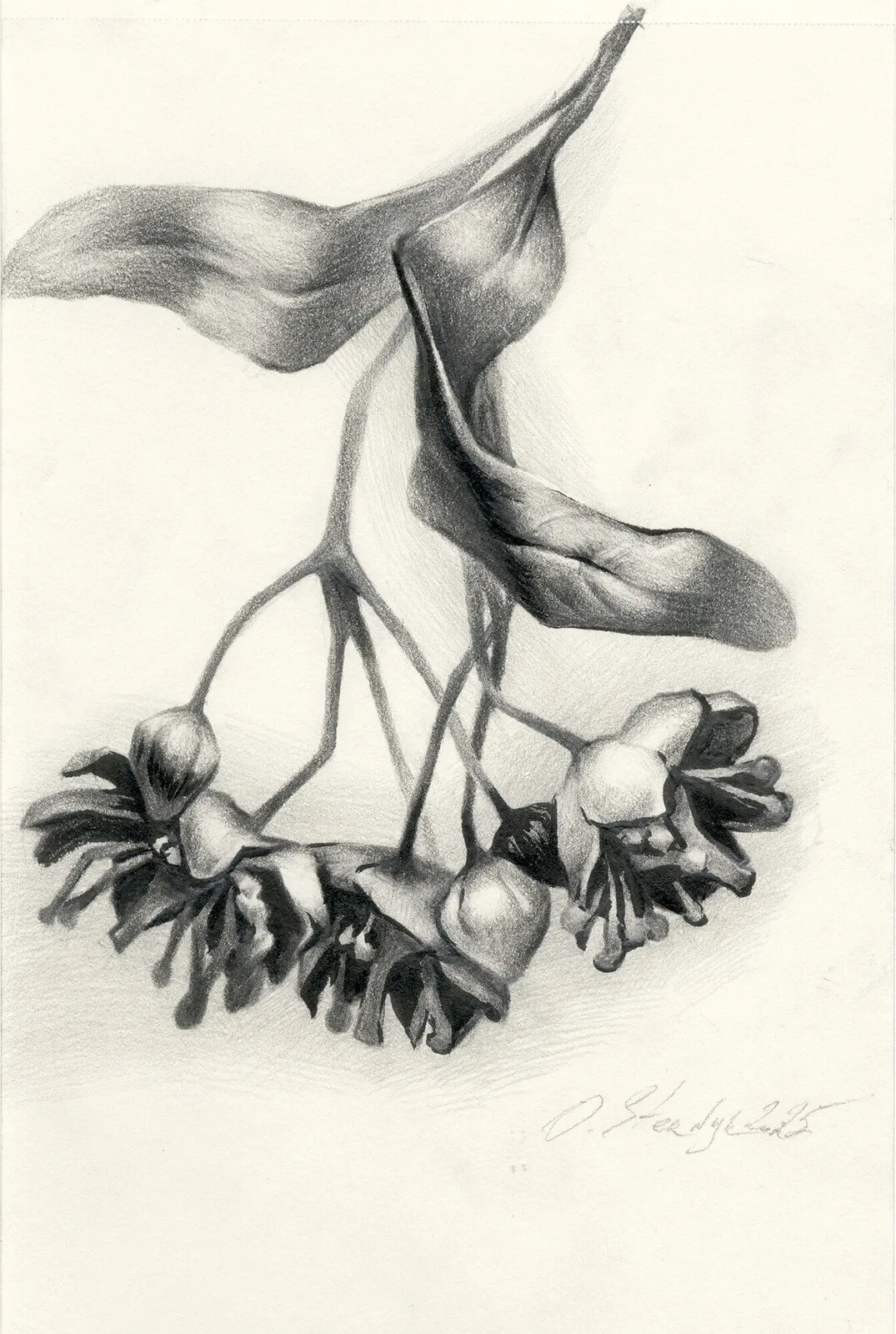 Lindblommor av Olga Sternyk