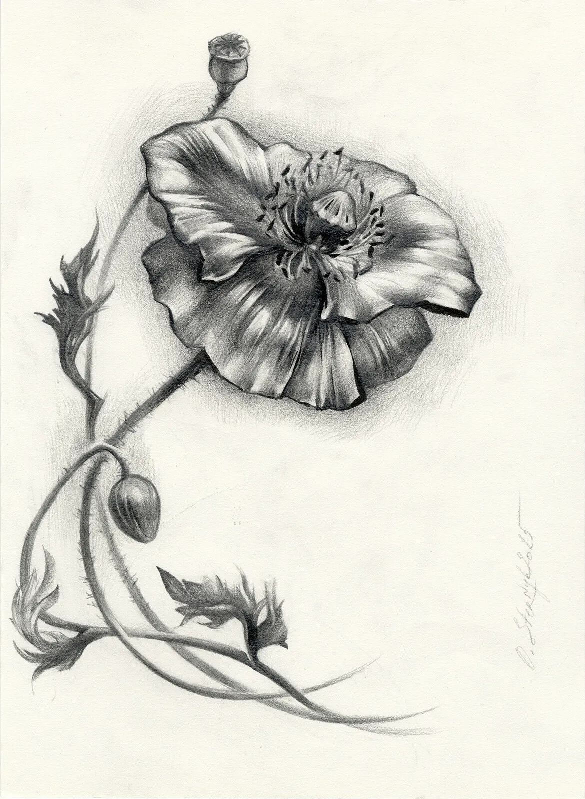 Vallmo av Olga Sternyk