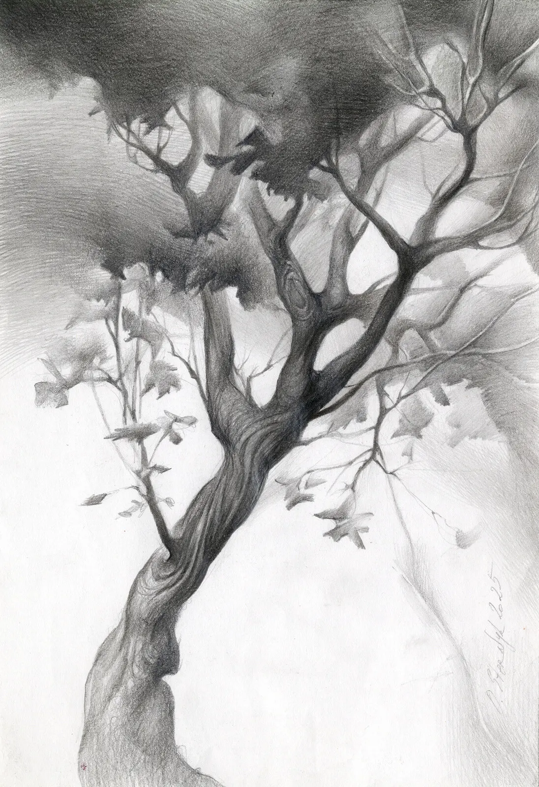 Lönnträd av Olga Sternyk