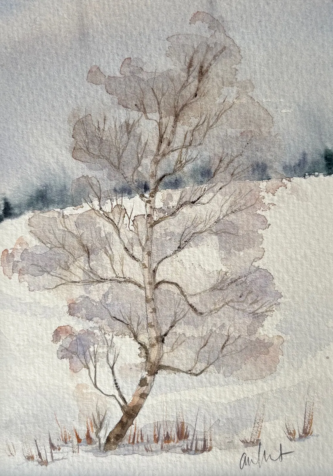 Akvarell Fjällbjörk av Anna Wolf