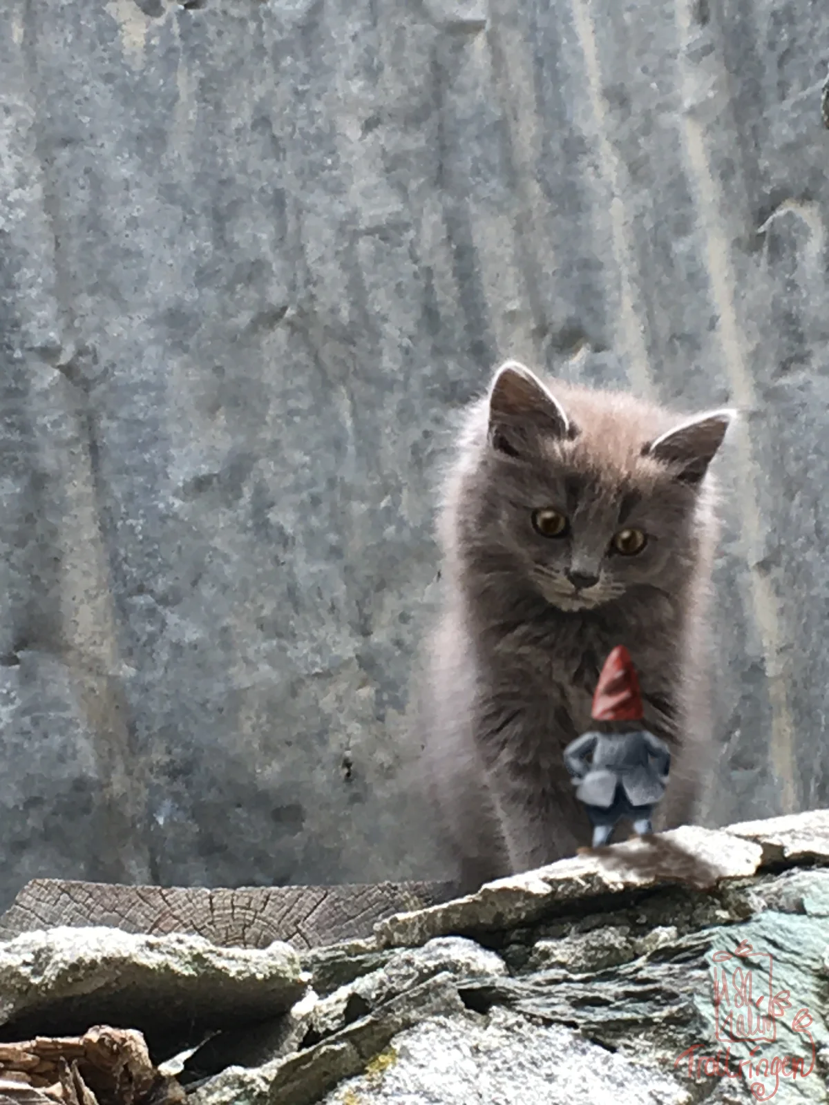 Kattungen och tomten av Åsa Halin