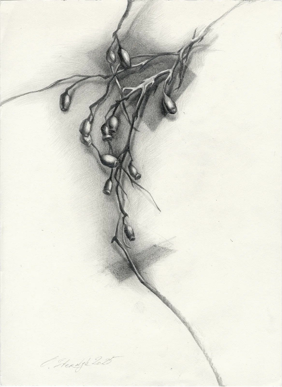 Nypon-2 av Olga Sternyk